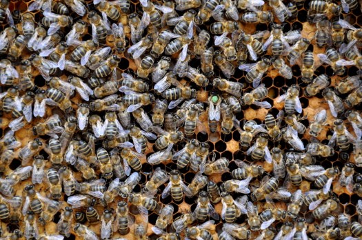 Detalhe onde se pode observar a rainha (com pinta verde)