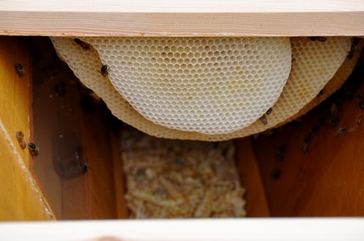 Espreitadela para dentro da colmeia HTBh