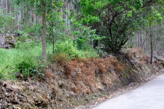 Talude com vegetação espontânea pulverizado (Belazaima - Feridouro)