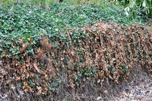 Heras parcialmente queimadas