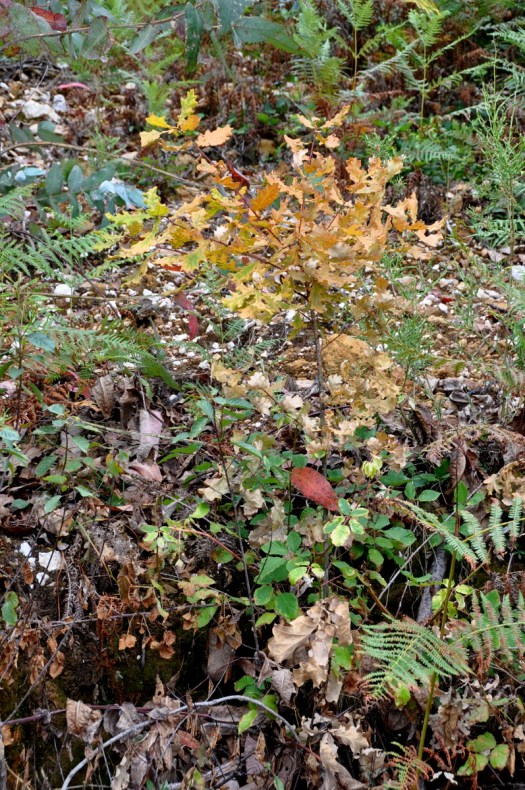 Carvalho pequeno atingido