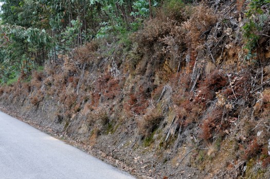 É assim que dá gosto percorrer as nossas estradas?