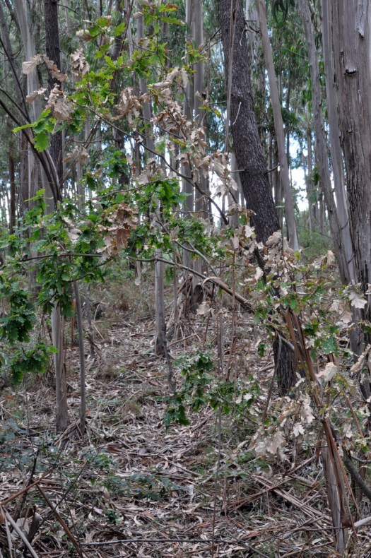 Carvalho, um apenas entre as várias árvores queimadas entre Belazaima e o Feridouro) 