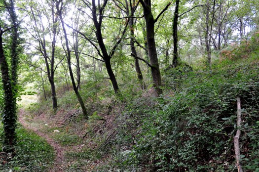 Aqui apanharemos bolotas e castanhas