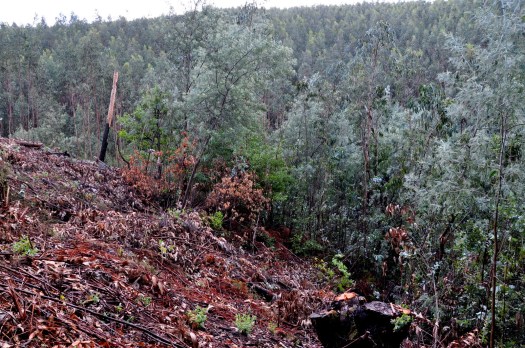Aqui o panorama não é muito animador, mas...