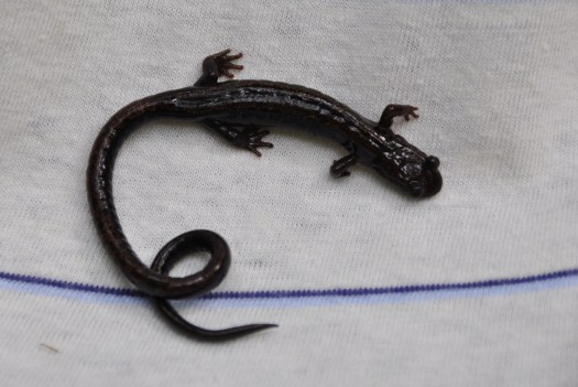 Simpático anfíbio sem BI