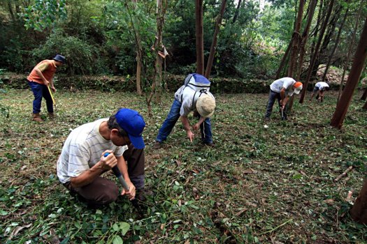 Semeando com concentração