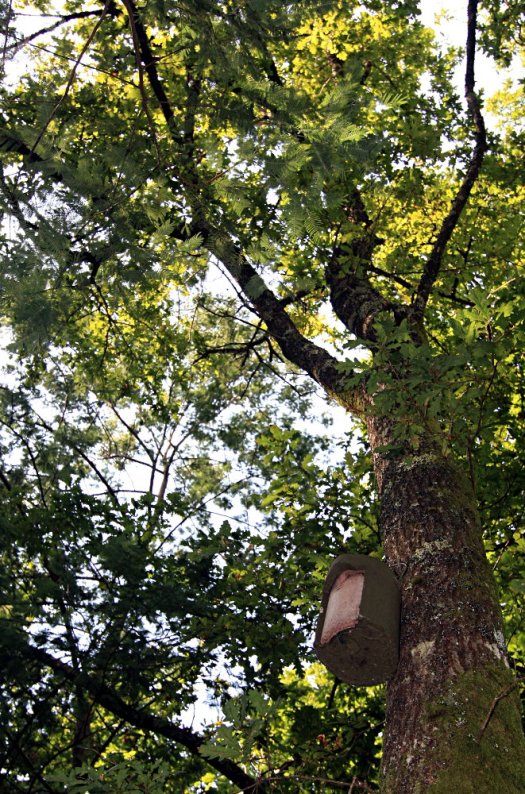 Novo ninho instalado