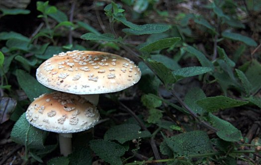 Cogumelo não comestível