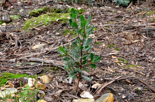 Contamos pelo menos 6. Ou serão 7?