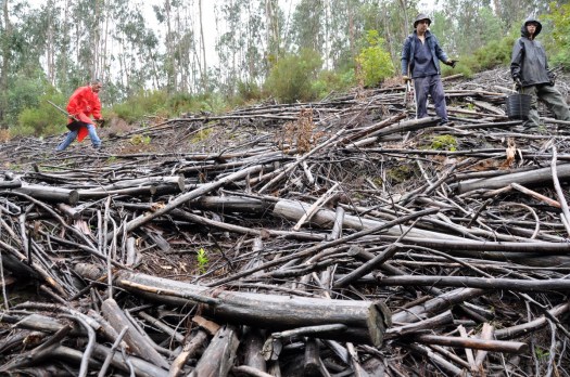 A chuva não ajudou, e a muita madeira queimada em 2005 também não