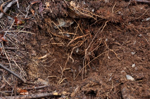 As raízes de mimosa foram um grande obstáculo