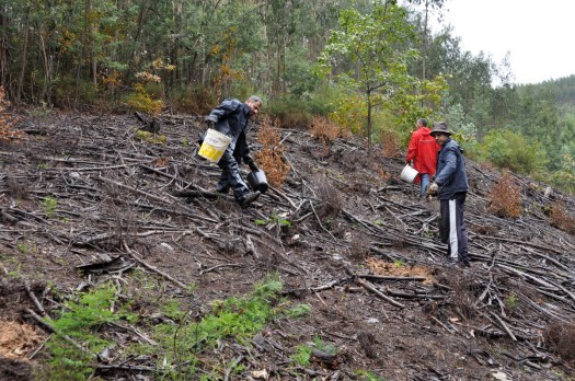 Distribuição da ramada triturada pelas árvores plantadas