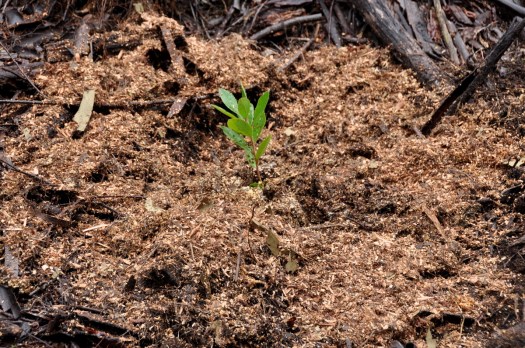 Medronheiro com uma "cama" de ramada triturada