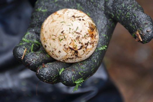 Arrancou-se com facilidade do seu caule (infelizmente)