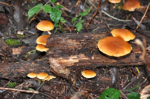 Outros cogumelos observados