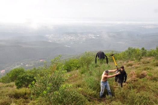 A plantação avançava com determinação. Lá ao fundo, a aldeia de Belazaima