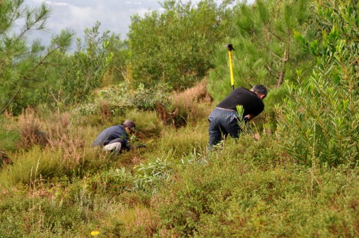 Plantando adernos entre medronheiros (amigos) e acácias-de-espigas ("inimigas")