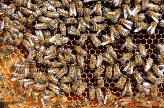 Detalhe do quadro nº 3