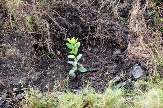Medronheiro plantado