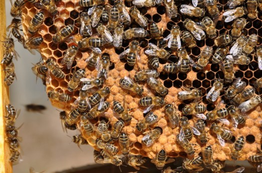 Detalhe do quadro nº 4