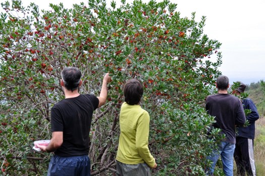 Pausa para colher e saborear medronhos