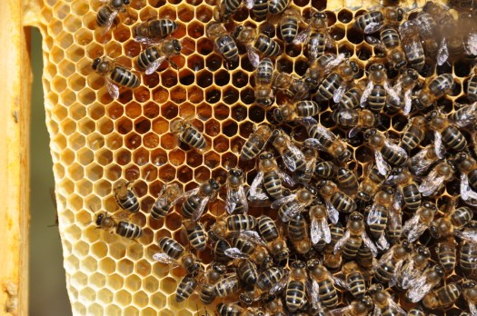 Detalhe do quadro nº 6