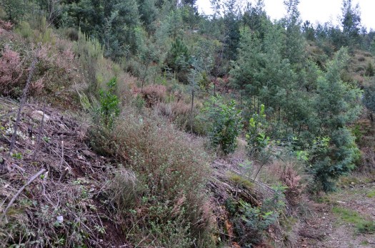 Encosta do vale nº 7