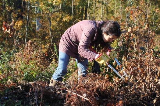 Seleccionando rebentos de carvalho