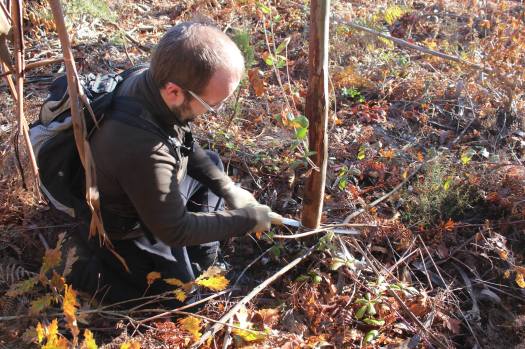 Cortando um eucalipto