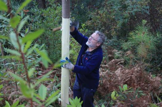 Descascando uma mimosa