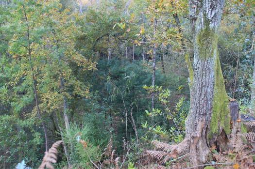 Um recanto giro (abstraiam-se das mimosas!)