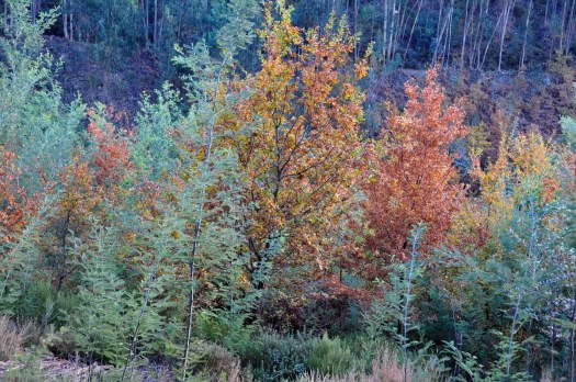 Ribeira do Tojo - área de trabalhos de Inverno