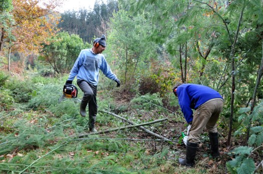 Dança com motosserra