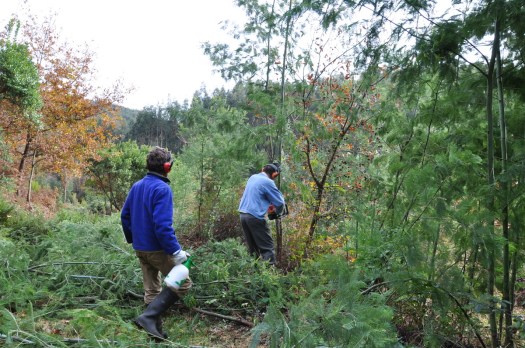 Trabalho com motosserra