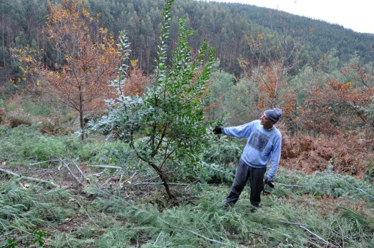 Admirando um medronheiro, depois de desanuviado