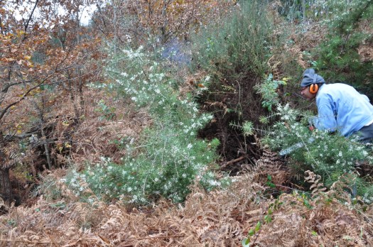 Corte de uma háquea-picante, em flor