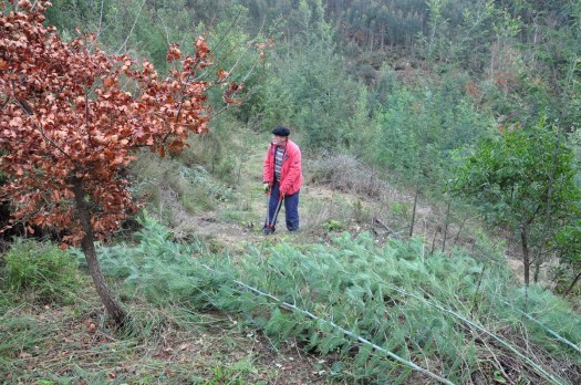 Cuidado! Uma onda gigante de mimosas à retaguarda!