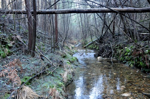 Troço do ribeiro (desesperadamente) à espera de intervenção