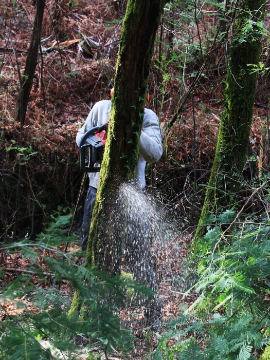 Desbaste de uma árvore