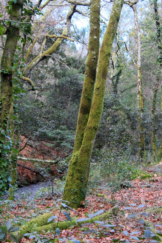 Perspectiva ribeirinha