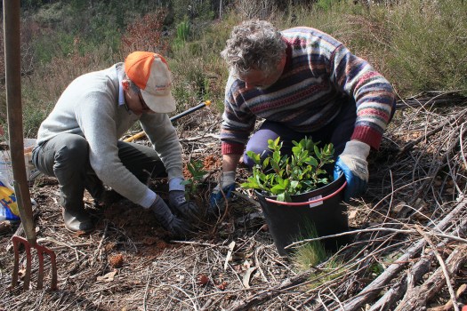 Plantando um medronheiro