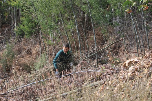 De volta às mimosas