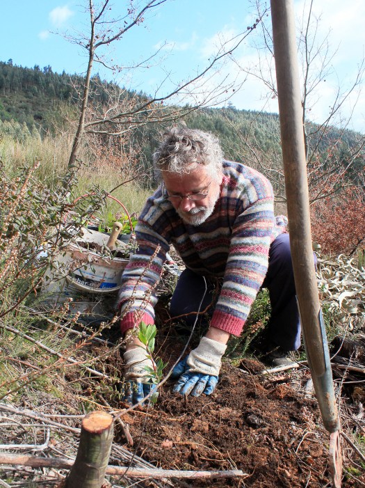 Plantando outro medronheiro