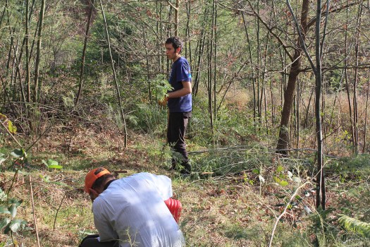 Entre carvalhos e mimosas