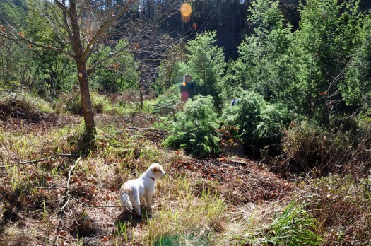 Voluntários já em acção