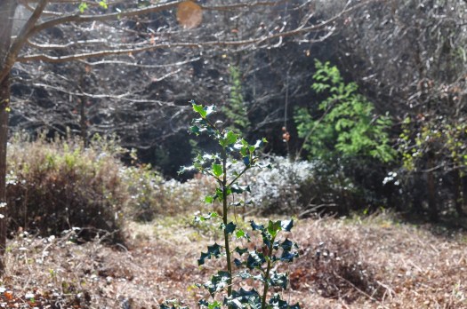 Azevinho ainda jovem
