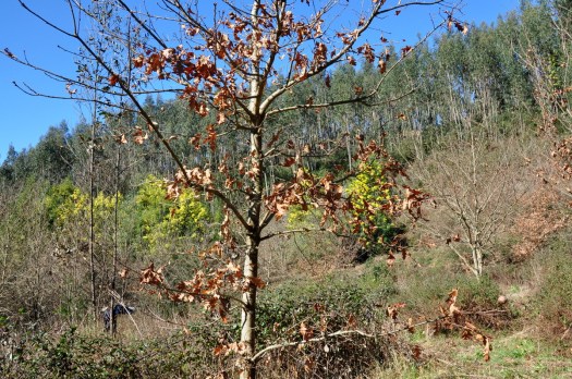 Os sempre presentes: carvalhos, mimosas e eucaliptos