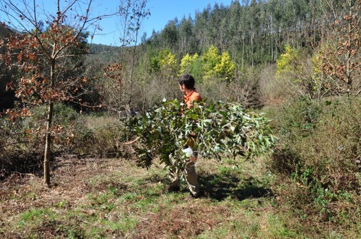 Arrumação de ramada