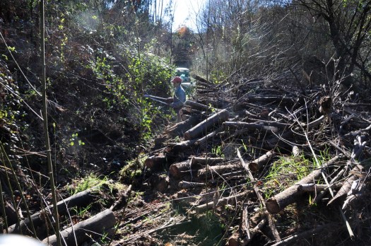 Trilho da Serra desobstruído